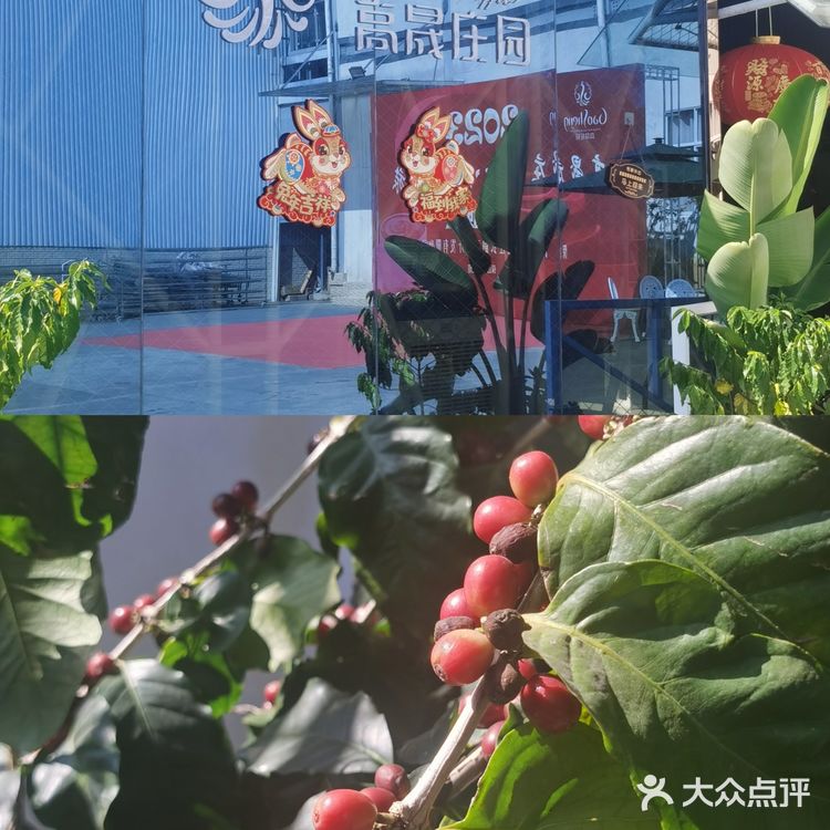 云南保山～潞江坝～小众咖啡庄园2～