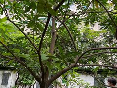 -广州神农草堂中医药博物馆