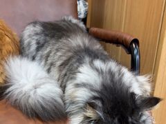 -MOCHA明星猫咖(田子坊店)