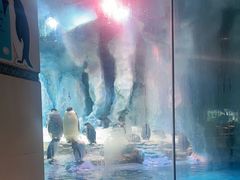 -帝企鹅自助餐厅•儿童岛•真企鹅(长隆企鹅酒店)