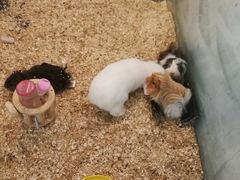 -70cat德文卷毛猫·缅因猫纯种猫舍