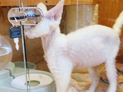 -Pets First伊珊娜洗护·精致美容·家庭式寄养(新会路店)