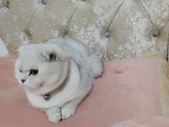 -家有小宠宠物美容(双楠街店)