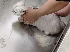 -全心全意连锁动物医院·微创中心·内科急重症·心脏专科(丰管路店)