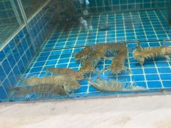 -妈妈菜舟山海鲜(定海古城店)