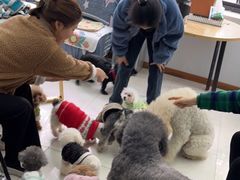 -翊宠yipet猫狗购宠庄园犬舍•猫舍