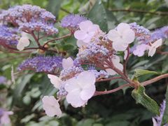 -武陵山森林公园