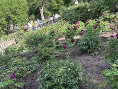 -黑龙江省森林植物园