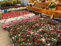 -龙大花卉苗木市场