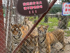 -横道河子东北虎林园