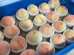 -老袁家蜜桃农场·阳山水蜜桃