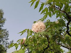 -莲花池公园