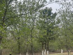 -莫子山公园