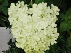 -三花屋 Mihhanaya