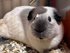 -逗柴町空中花园·雪橇三傻·柴犬柯基狗咖·猫咖·爬宠