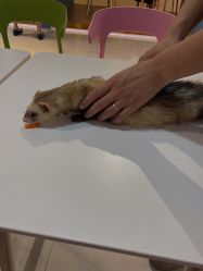 -Moni星球萌宠·小马宝莉·灵蛇·高端高阶全萌宠互动体验俱乐部(红豆国际广场店)