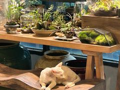 -自由生长植物工作室(深港花卉中心店)