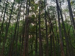 -杭州植物园
