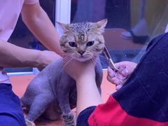 -喵百万·布偶·蓝金金渐层英短·猫舍(百子湾店)