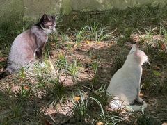 -西园寺