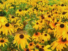 -武陵山森林公园