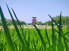 -白洋淀风景区