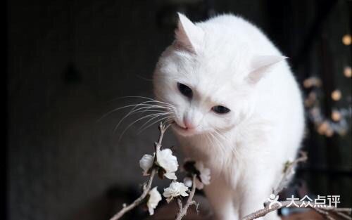 如果撸猫是病 ,那我得了绝症🐈