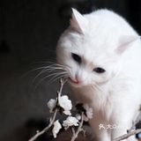 如果撸猫是病 ,那我得了绝症🐈