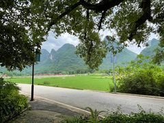 -遇龙河大樟树农家乐