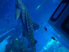 -成都浩海立方海洋公园