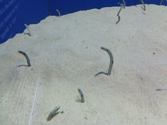 -上海海洋水族馆