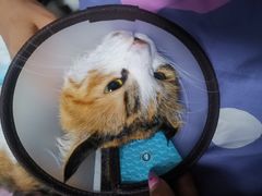 -瑞派雷欧宠物医院·24h夜诊·心脏骨科牙科·全科重症转诊中心(无影山店)