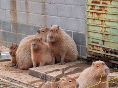 -合肥野生动物园