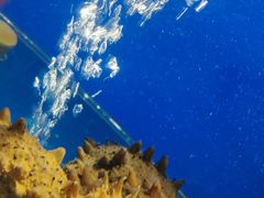 -食神鱼头佛跳墙(百子湾旗舰店)