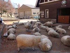 -神户市立六甲山牧场