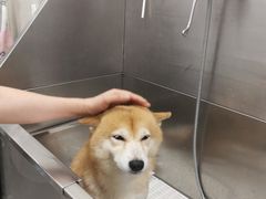 -北京观赏动物医院·24小时大型综合·猫专科·异宠专科