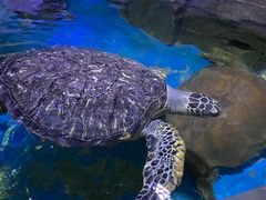 -多彩贵州城极地海洋世界