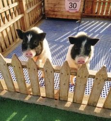 -萌宠亲子动物乐园(槐房万达店)