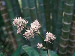 -上海辰山植物园