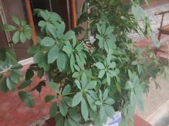 -阿细汉菜(本地盐帮菜名店)
