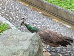 -瑞丽独树成林风景区