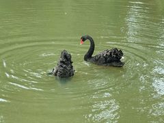 -东台西溪天仙缘景区