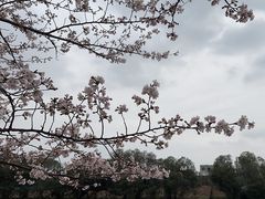 -高东镇樱花园