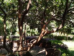 -马勒别墅·中餐厅