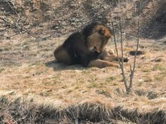 -石家庄市动物园