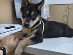 -瑞派康怡24h宠物医院·犬猫医疗中心·微创绝育(瑞景分院)