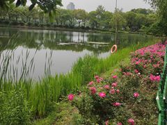 -金银湖国家城市湿地公园
