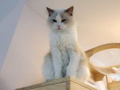 -猫咪派对(江南西店)