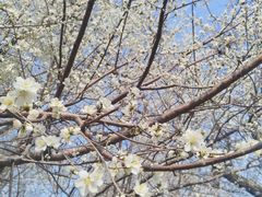 -桃花堤公园