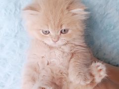 -麒麟缅因猫舍·十五年缅因猫选购中心